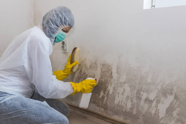 Best Best Mold Removal Companies  in Flatwoods, KY