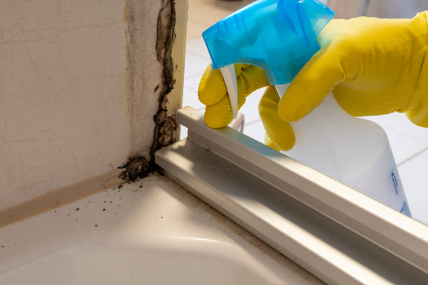 Best Mold Remediation Services  in Flatwoods, KY